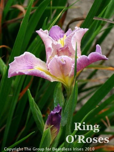 Ring O'Roses
